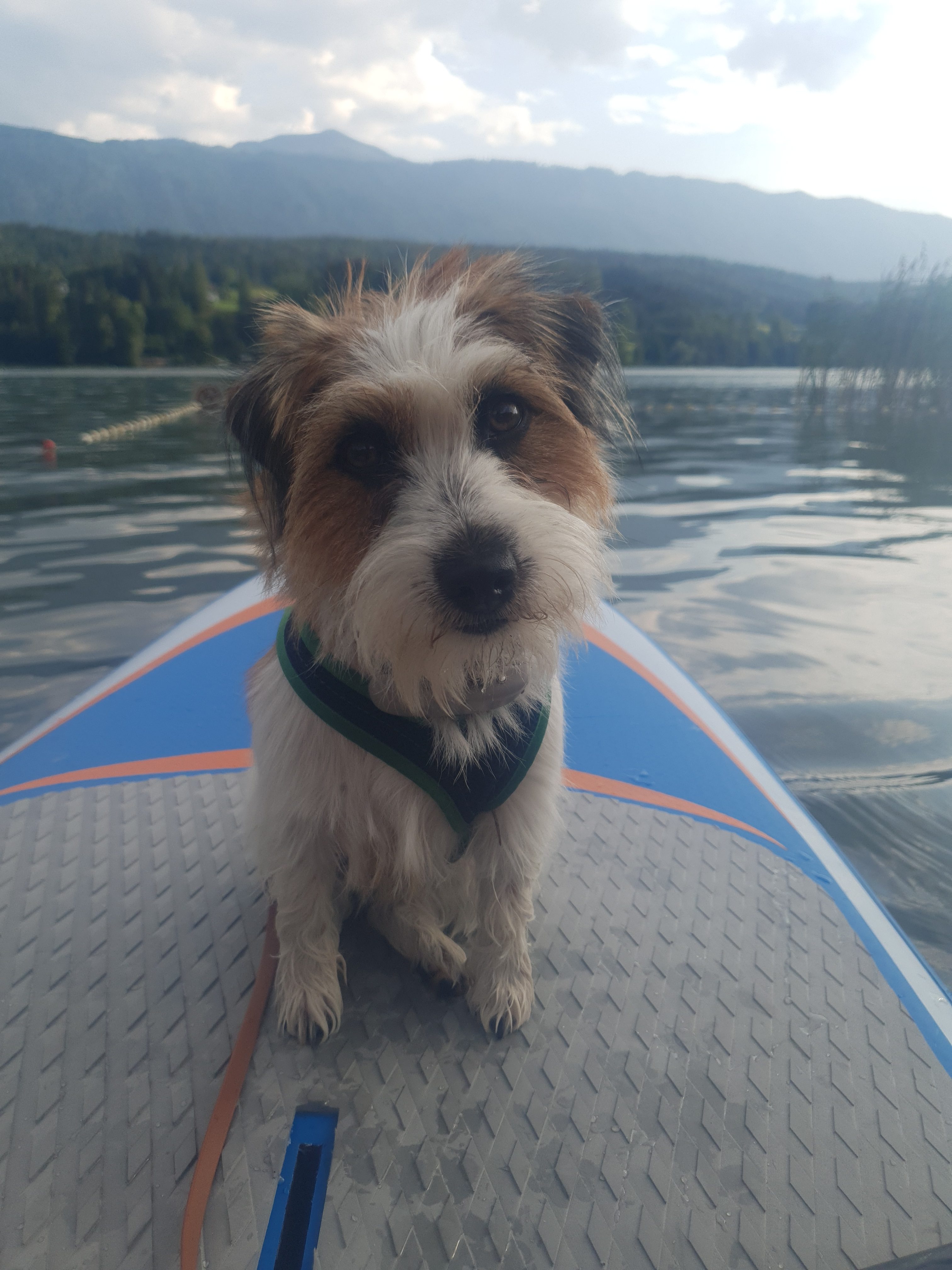 Fütterung im Urlaub mit Hund - warum ich heute vieles anders mache