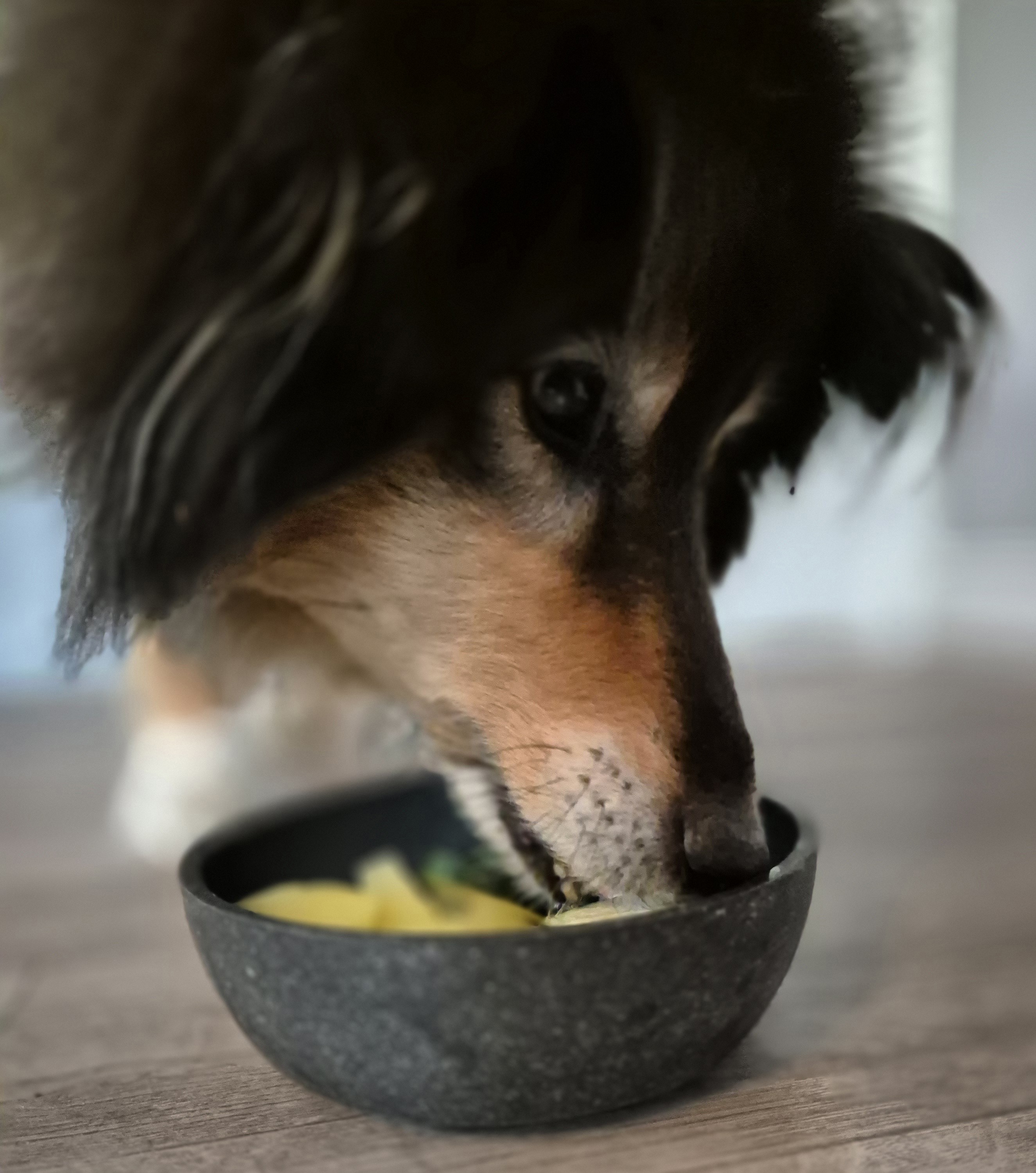 Wie ich meine Hunde heute füttere – und warum der Weg dorthin nicht geradlinig war